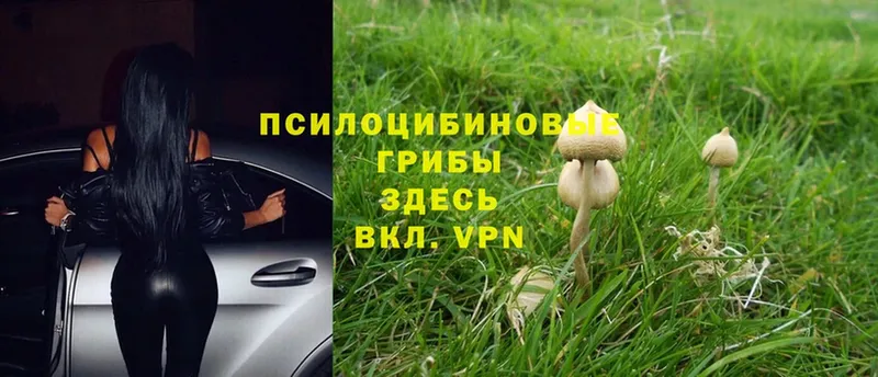 дарнет шоп  Карасук  Псилоцибиновые грибы Psilocybe 